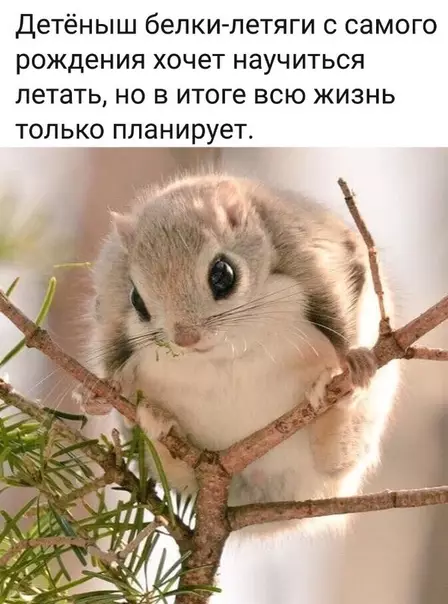 Смешная картинка №469727 Мое тотемное животное
