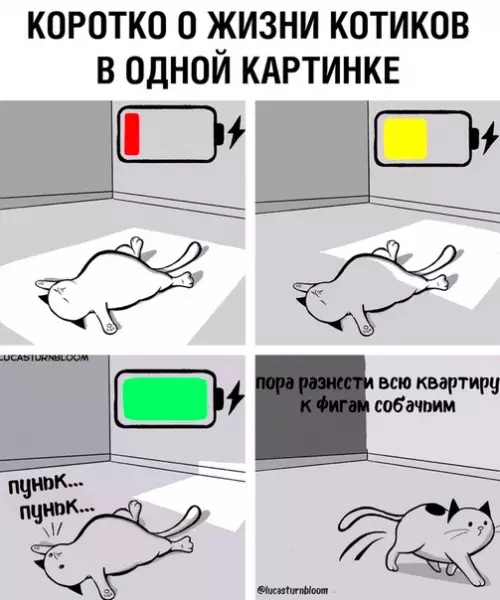 Смешная картинка №359587 кошки