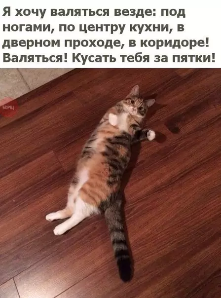Смешная картинка №471821 Лучшее занятие в этом мире