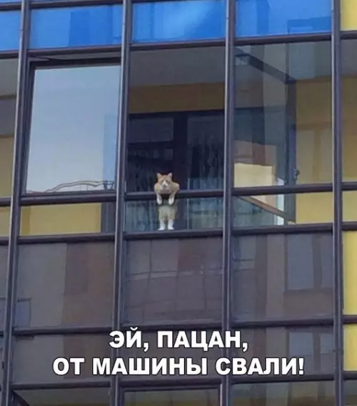 Смешная картинка №200144 коты