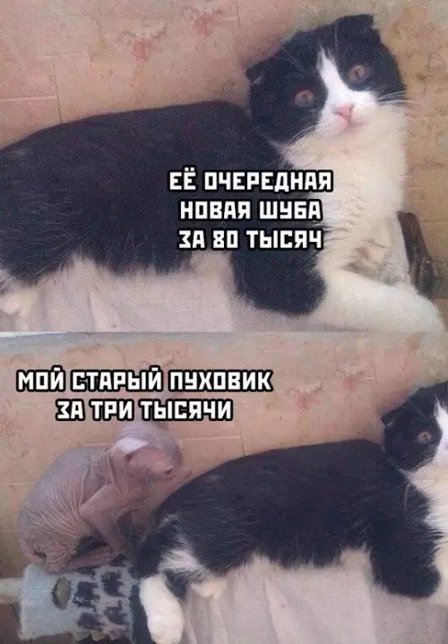 Смешная картинка №744623