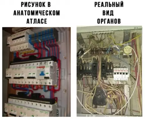 Смешная картинка №326326 Минутка анатомии..