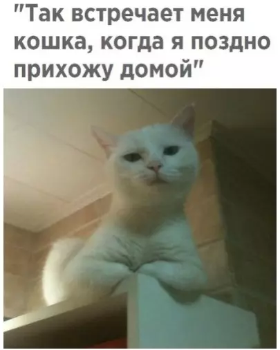 Смешная картинка №291074 Кошки