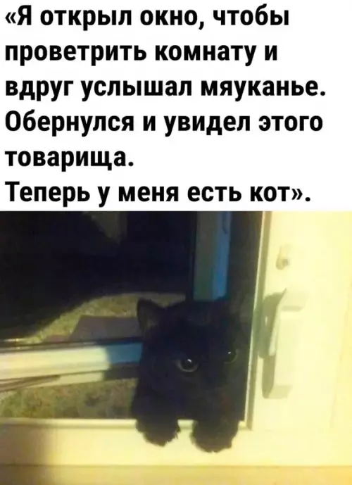 Смешная картинка №676641 Теперь у меня есть новый домашний питомец