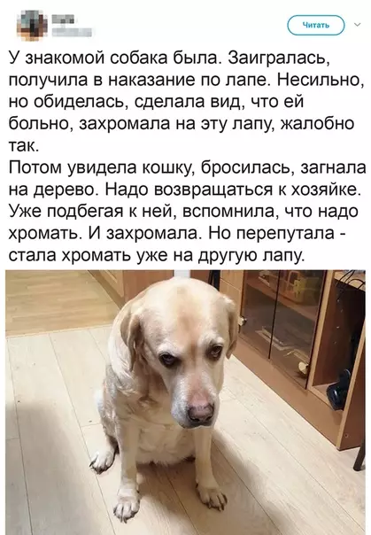 Смешная картинка №493733 Начинающий четвероногий актер