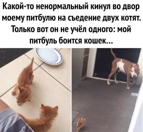 Смешная картинка №662421
