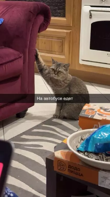 Кот-водитель за рулем 🐱🚌 - На автобусе едет