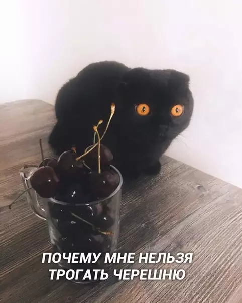 Смешная картинка №415046 Мыcли котa