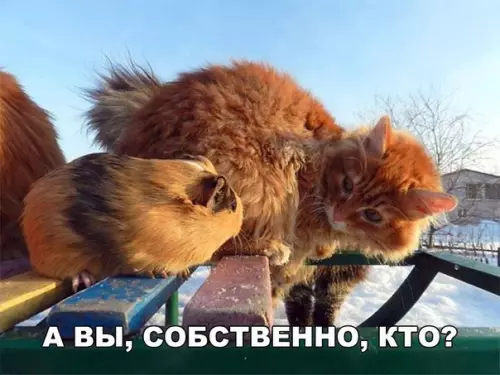 Смешная картинка №256206