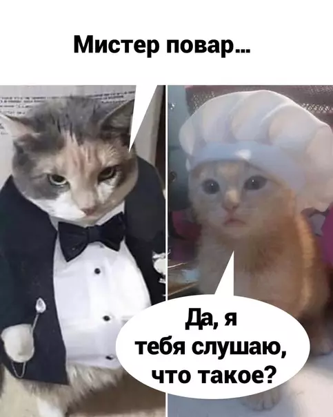 продолжение Смешная картинка №599069 Cпacибo коты