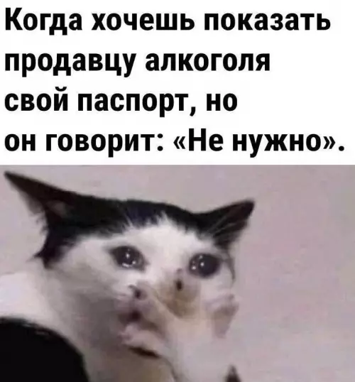 Кот и паспорт - Когда хочешь показать продавцу алкоголя свой паспорт, но он говорит: