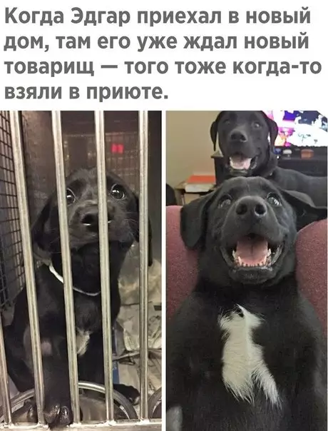 Смешная картинка №279203 собаки, животные