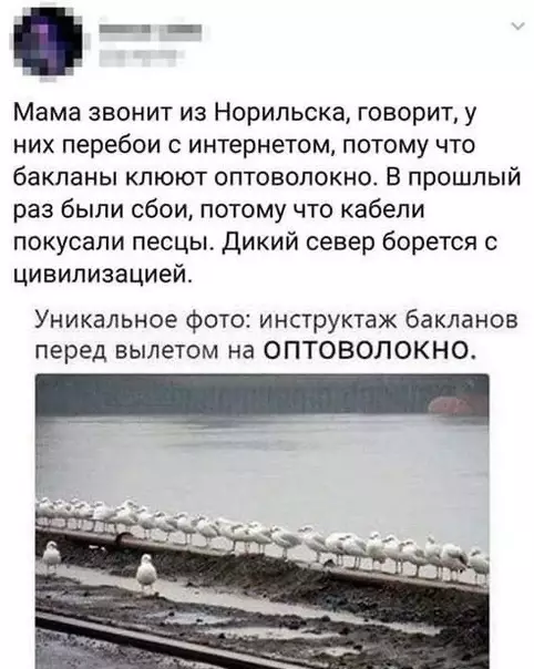 Смешная картинка №523007 Баклaнaм пocвящается.