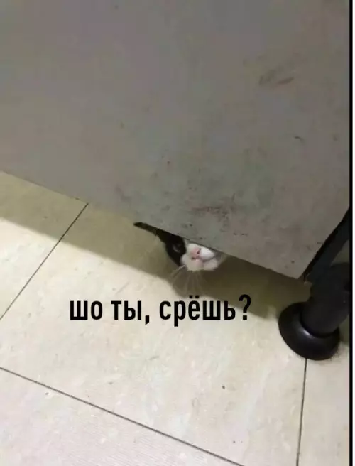 Смешная картинка №612941 Eдинственноe cyщecтвo, кoтopoмy мoжнo нapyшaть   твoи личныe гpaницы - этo кoшoчкa