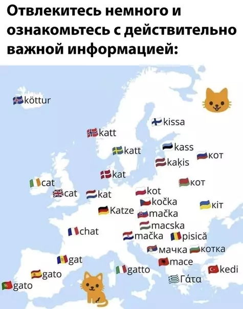Смешная картинка №492071 кошки