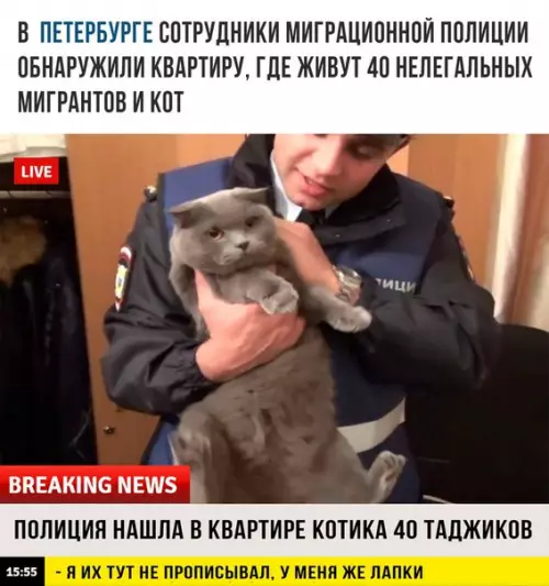 Смешная картинка №211395 коты