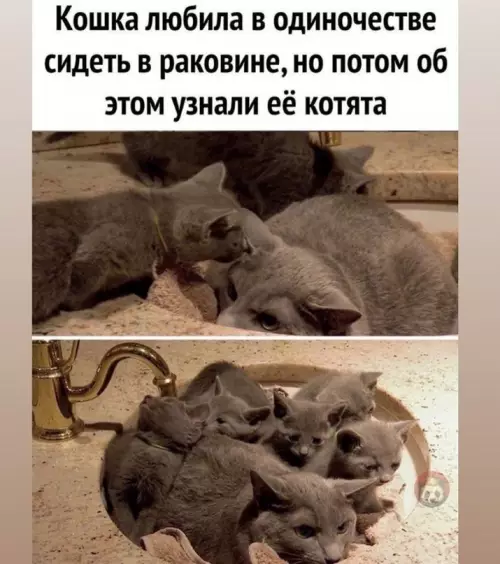 Смешная картинка №605224 Тяжелая материнская доля - даже в раковине тебя найдут ?