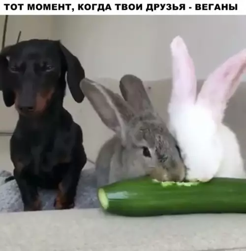 Смешная картинка №292143