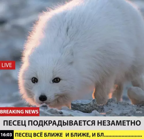 Смешная картинка №222869