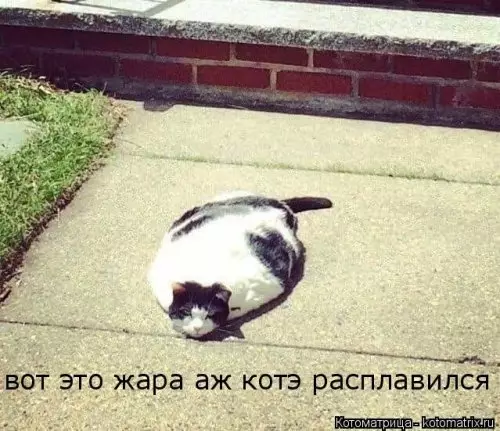 Смешная картинка №311030 Как мороженное ? коты