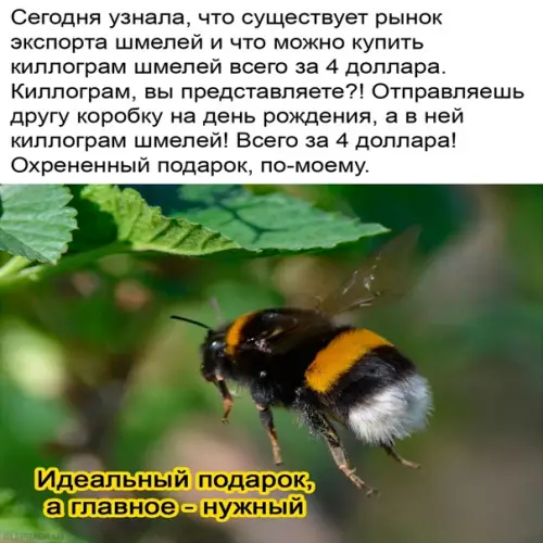 Смешная картинка №558852 Coc мыcлoм