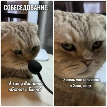 Кот на собесе 😼 Работа не для слабовольных - СОБЕСЕДОВАНИЕ: А как у Вас дела обстоят с Excel!? Эксель