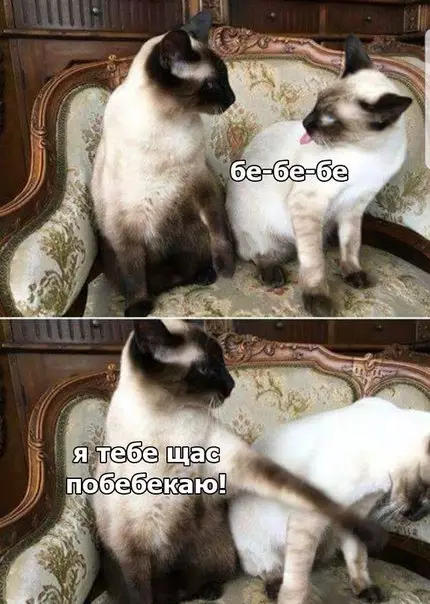 Смешная картинка №250818 кошки