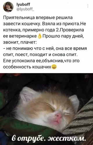 Смешная картинка №692090 Ну а что еще кошакам делать? Коты