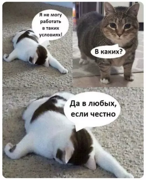 Смешная картинка №716414 работа