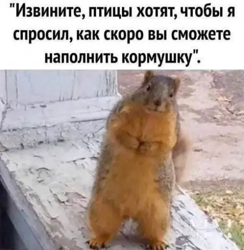 Смешная картинка №745513 Когда там обед или что Животные