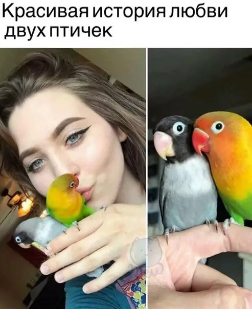 Смешная картинка №445050 Невероятно милая истopия двух попугайчиков
