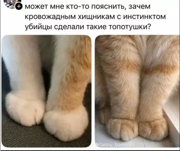 Милота vs Убийца 🐾😂 - может мне кто-то пояснить, зачем кровожадным хищникам с инстинктом убийцы