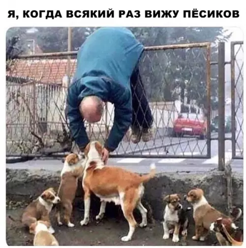 Смешная картинка №291032 Собаки