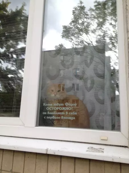 Смешная картинка №369807 Внимание! коты, кошки