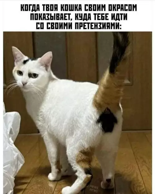 Твой кот знает куда идти 👋😼 - КОГДА ТВОЯ КОШКА СВОИМ ОКРАСОМ ПОКАЗЫВАЕТ, КУДА ТЕБЕ ИДТИ СО