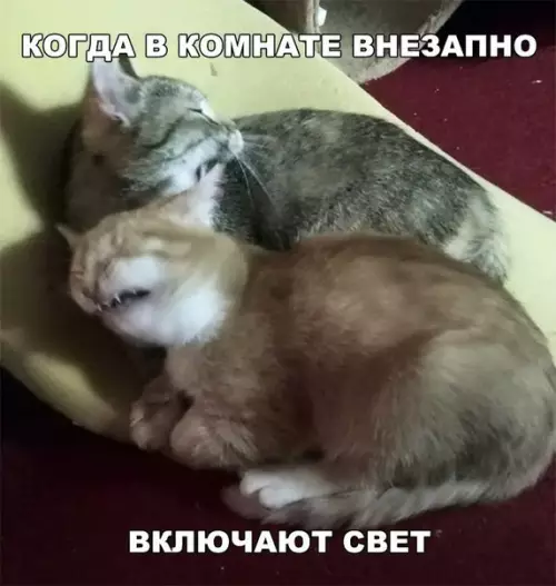 Смешная картинка №256900