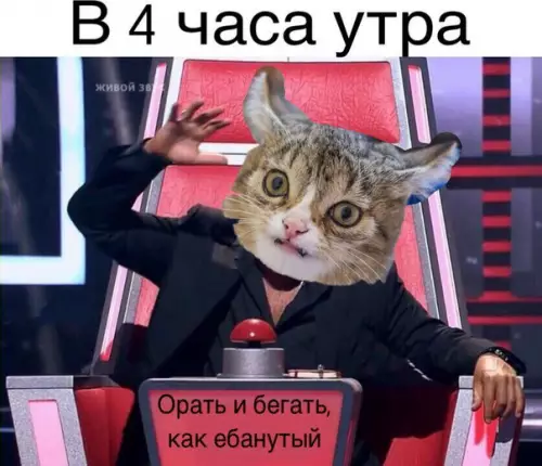 Смешная картинка №176789 Мой кот коты