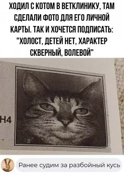 Смешная картинка №676875 Коты 