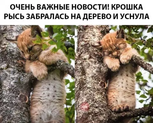 Смешная картинка №292637 Все мы немного крошка рысь