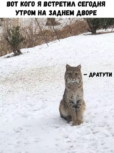Смешная картинка №330195 животные