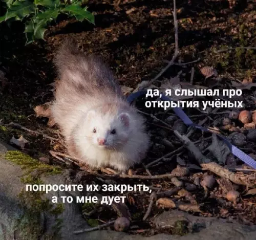 Учёные, хватит! 🦨💨 - да, я слышал про открытия учёных, попросите их закрыть, а
