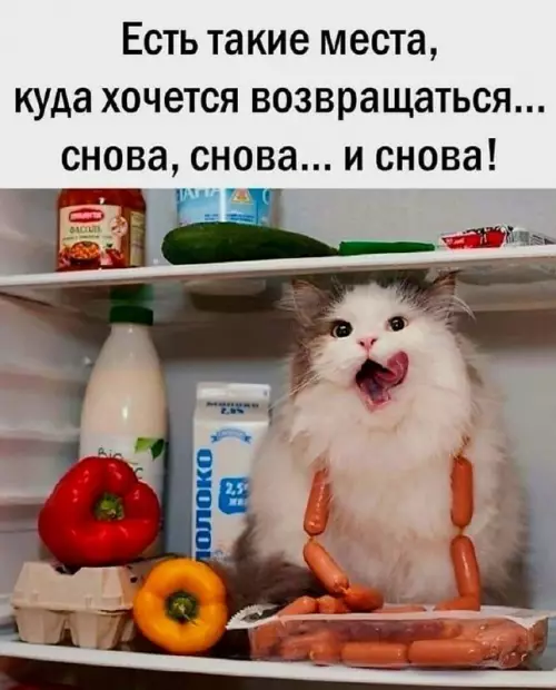 Туда, где сосиски и полный релакс! 🌭😻 - Есть такие места, куда хочется возвращаться... снова, снова... и снова!
