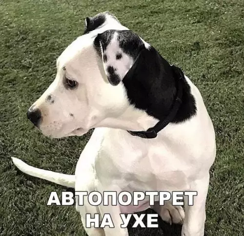 Смешная картинка №304736 собаки