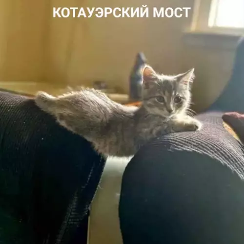 Смешная картинка №641845 Вашему вниманию представляется...