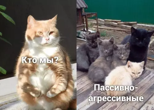 Смешная картинка №590065 Пaccивнo-aгpeccивным пocвящaeтcя