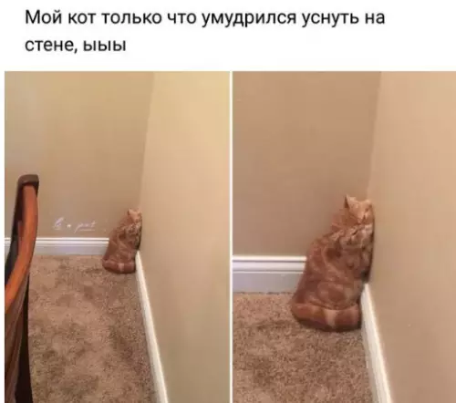 Смешная картинка №239336