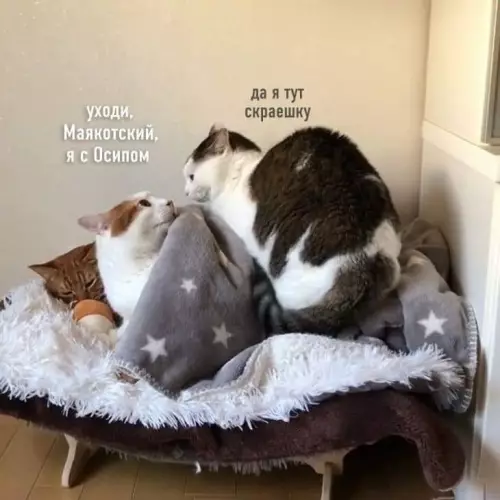 продолжение Смешная картинка №790394