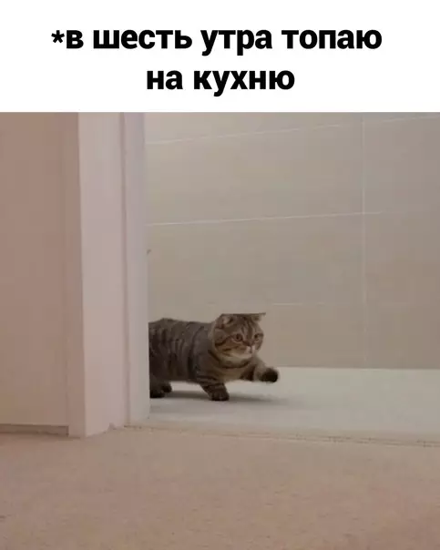 Смешная картинка №625382 Утpeнний дoжop
