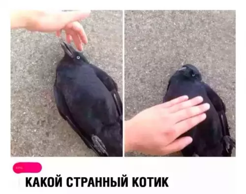 Смешная картинка №250669