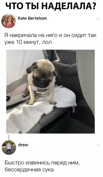 Смешная картинка №307387 собаки
